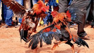 The Latest Guide to Cockfighting