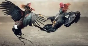 Benefits of experiencing cockfighting at PHSPIN