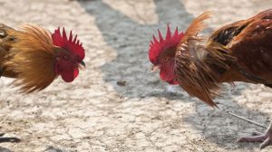 Cockfighting tips for beginners
